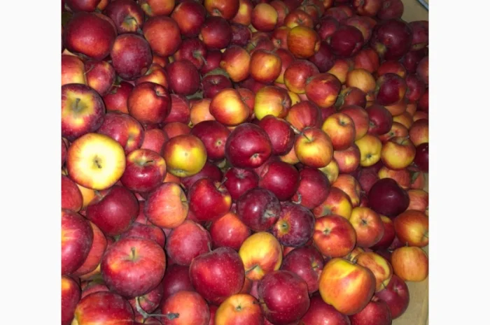 Яблука флоріна- фото № 1