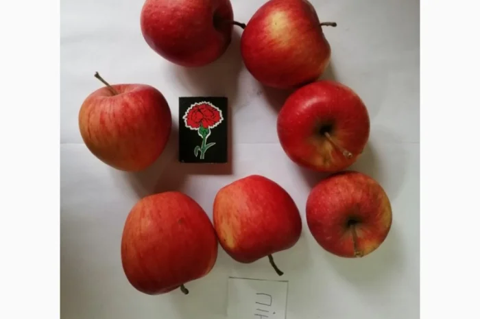 Срочно продаються яблука різних сортів та натуральний сік від виробника- фото № 1