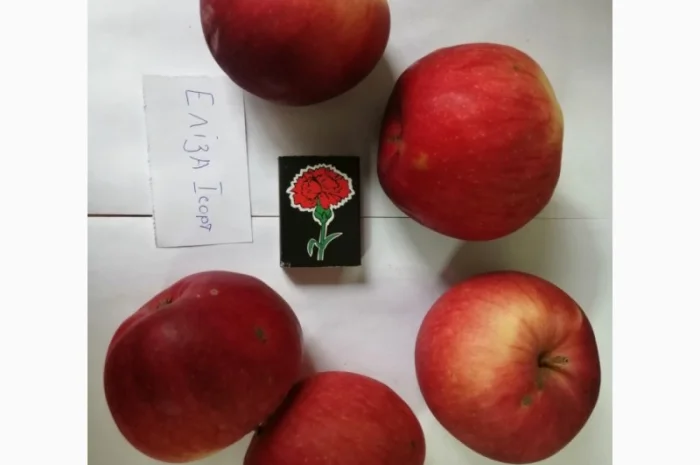 Срочно продаються яблука різних сортів та натуральний сік від виробника- фото № 3