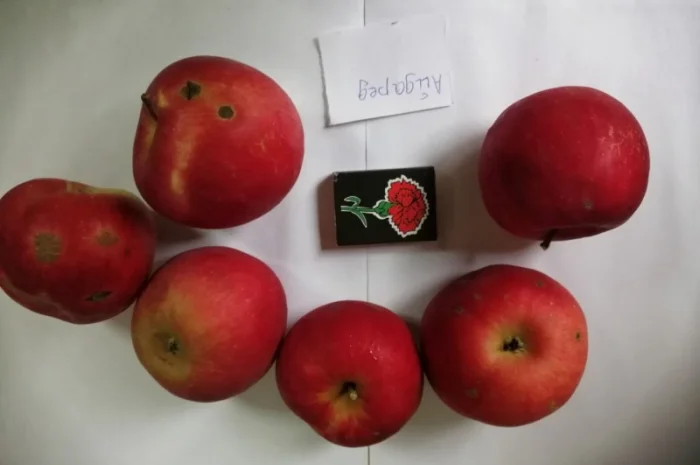 Срочно продаються яблука різних сортів та натуральний сік від виробника- фото № 4