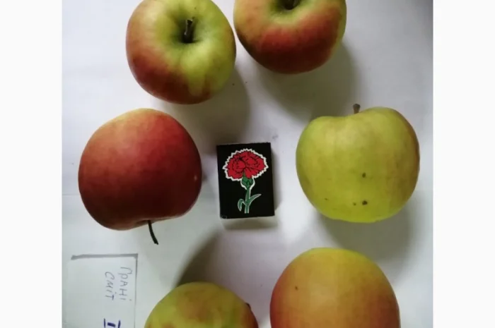 Срочно продаються яблука різних сортів та натуральний сік від виробника- фото № 5