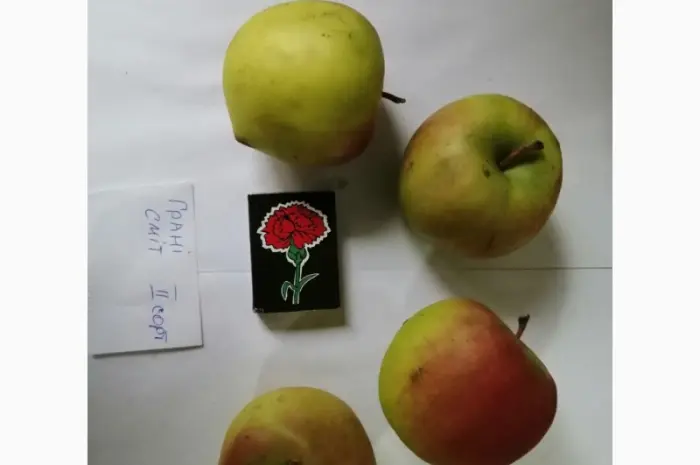 Срочно продам яблоки разных сортов и сок натуральнный от производителя- фото № 2