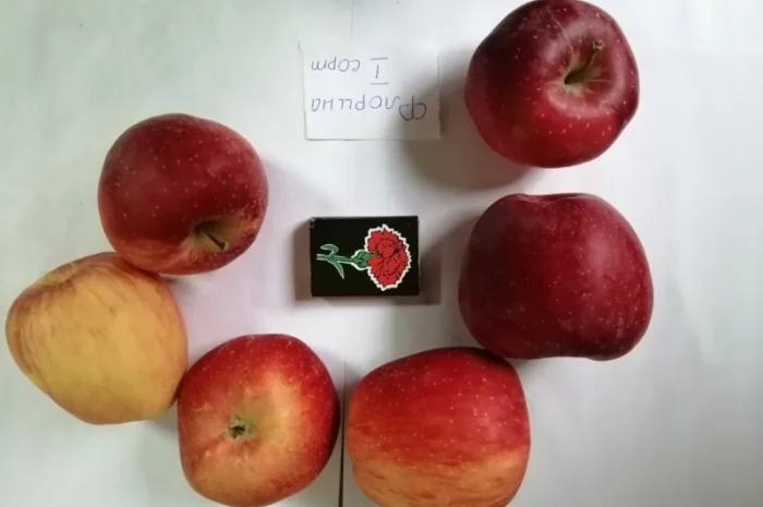 Терміново продам яблука різних сортів і сік натуральний від виробника- фото № 6