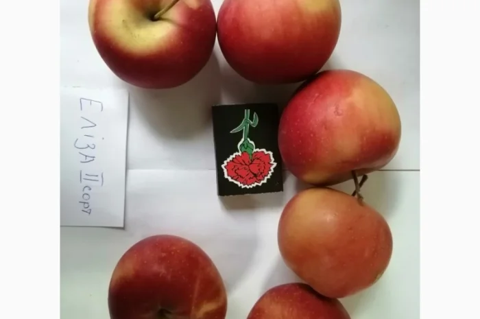 Терміново продам яблука різних сортів і сік натуральний від виробника- фото № 7