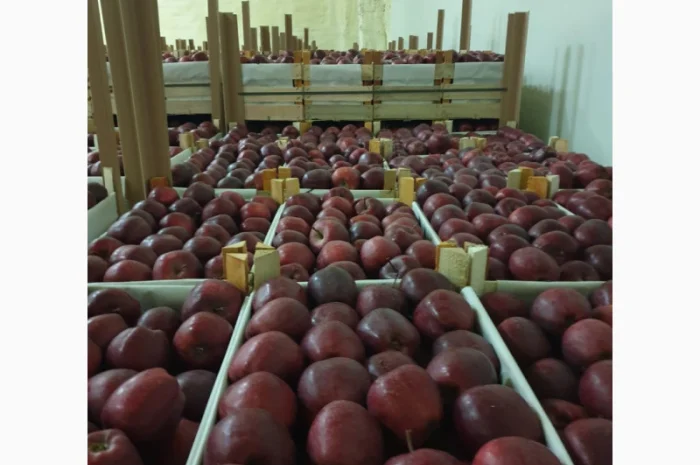 Яблука оптом - більше 15 сортів- фото № 1