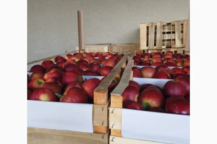 Яблука оптом - більше 15 сортів- фото № 2