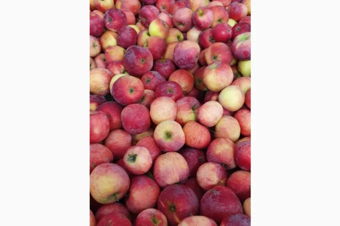 Породам яблука фрешовані з холодильника- фото № 4