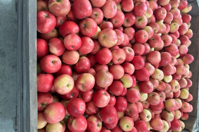 Продам оптом яблука з холодильника фрешовані- фото № 1
