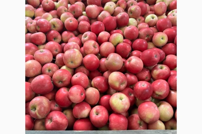 Продам оптом яблука з холодильника фрешовані- фото № 2