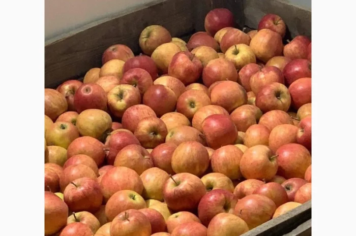 Продам оптом яблука з холодильника фрешовані- фото № 6