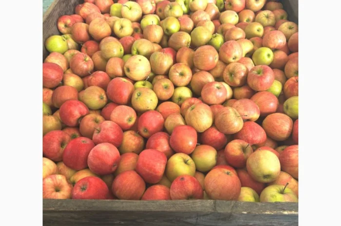 Продам оптом яблука з холодильника фрешовані- фото № 4