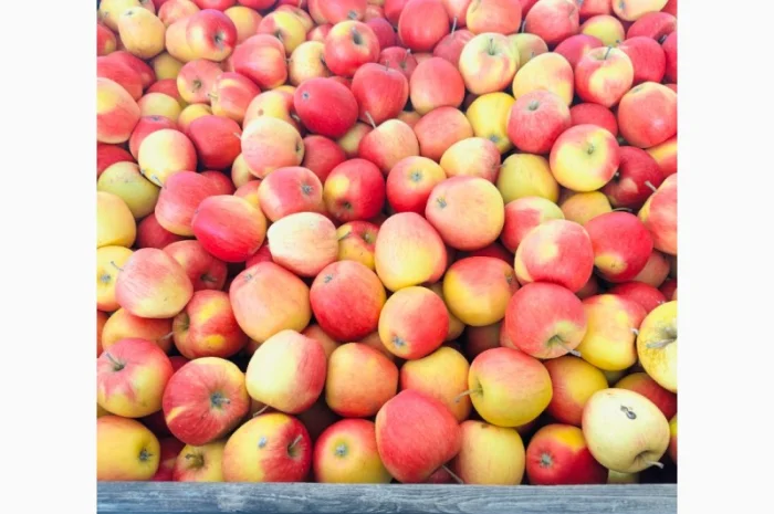 Продам оптом яблука з холодильника фрешовані- фото № 5