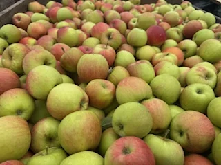 Продам яблука оптом- фото № 2