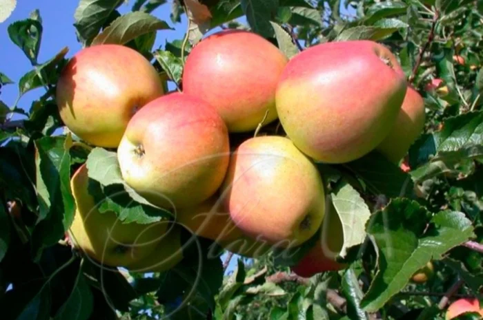 Продаються яблука другого сорту відмінної якості- фото № 1