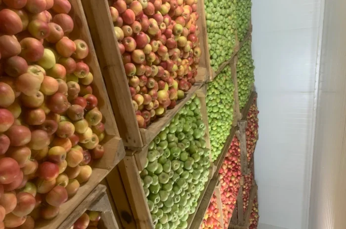 Продаются яблоки разных сортов- фото № 5