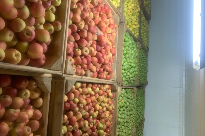 Продаются яблоки разных сортов- фото № 6