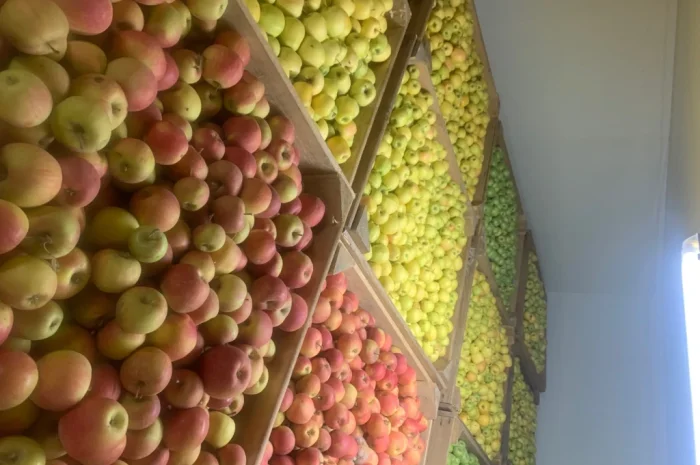 Продаются яблоки разных сортов- фото № 8