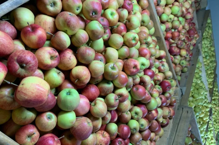 Продаются яблоки разных сортов- фото № 1