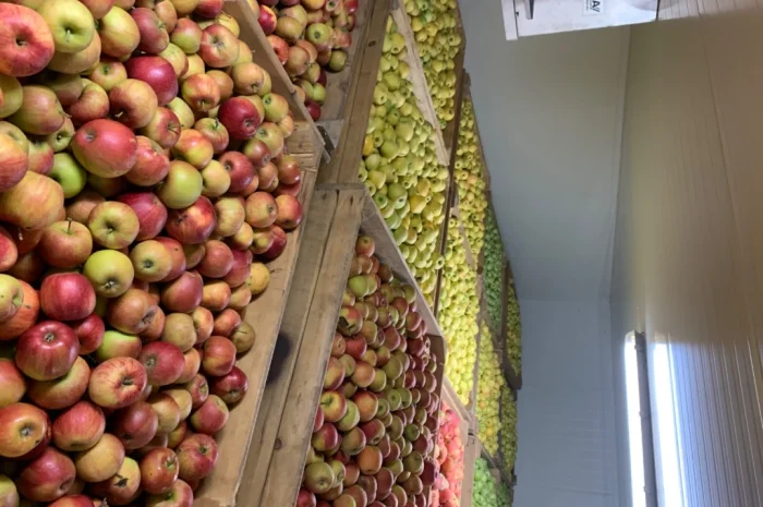 Продаются яблоки разных сортов- фото № 2