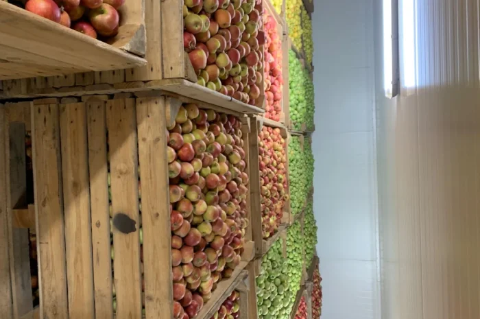 Продаются яблоки разных сортов- фото № 3