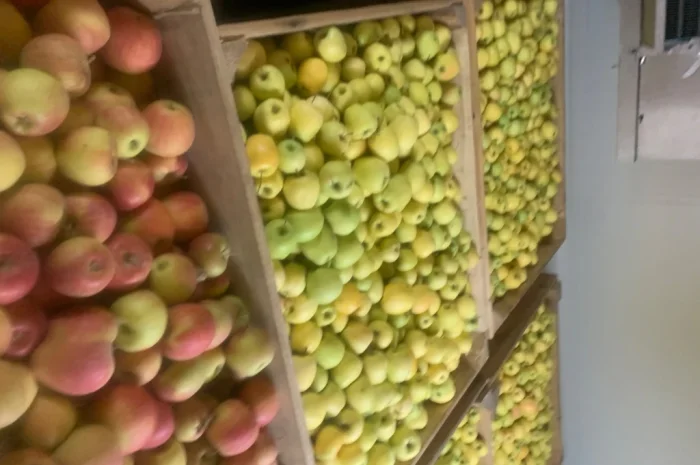 Продаются яблоки разных сортов- фото № 4