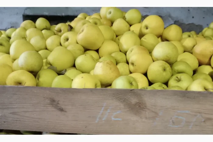 Продаються яблука різних сортів- фото № 1