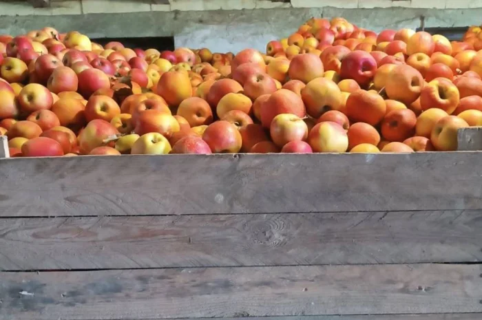 Продаються яблука різних сортів- фото № 2