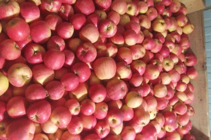 Продается яблоки различных сортов- фото № 1