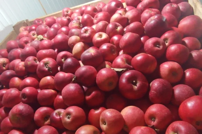 Продается яблоки различных сортов- фото № 2