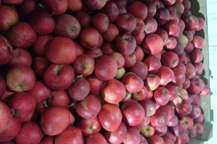 Продается яблоки различных сортов- фото № 3