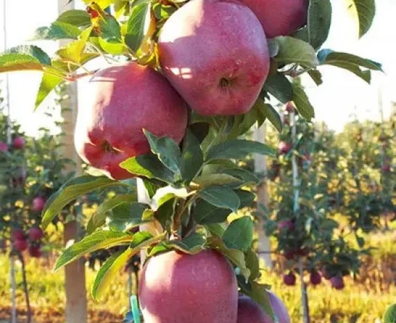 Яблуко Ред Чіф 1 сорту - опт від 20 тонн | каліброване- фото № 1