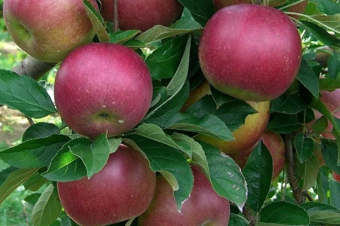 Яблуко Айдаред (Idared) 1 сорт – опт від 20 тонн- фото № 1