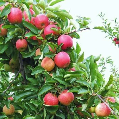 Яблуко Гала (Gala / Gala Must) 1 сорт - опт від 10 тонн- фото № 1