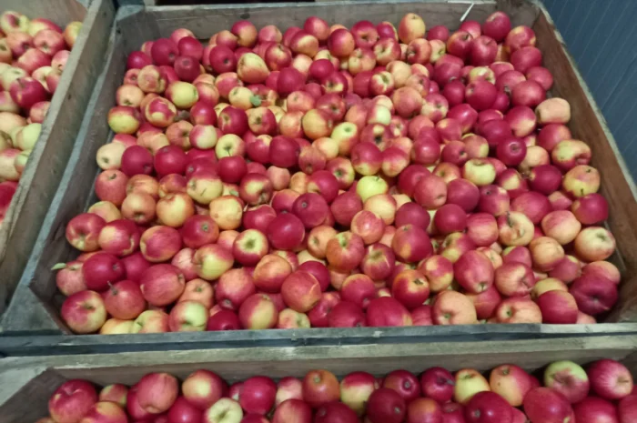 Продаются яблоки Пинова и Джонаголд- фото № 1