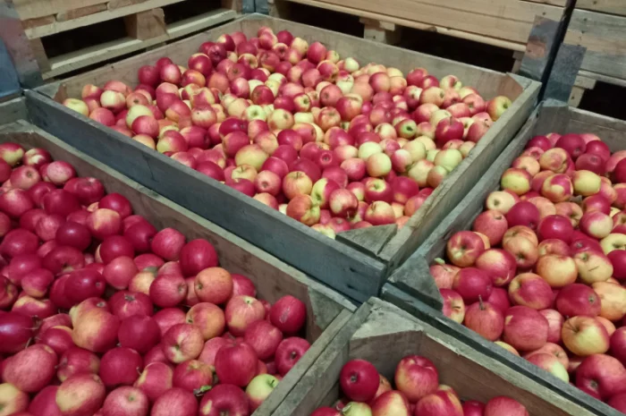 Продаются яблоки Пинова и Джонаголд- фото № 3