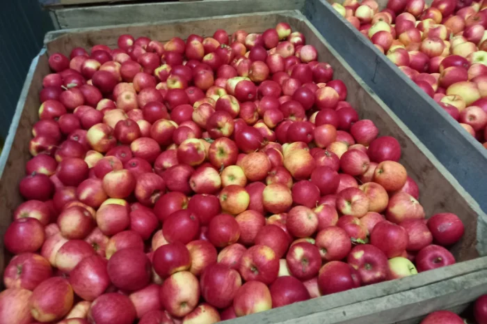 Продаются яблоки Пинова и Джонаголд- фото № 4