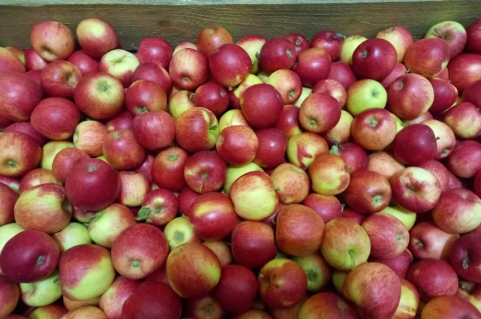 Продаются яблоки Пинова и Джонаголд- фото № 5