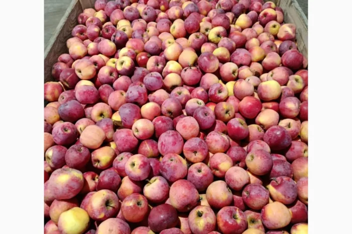 Продаж яблук різних сортів- фото № 1