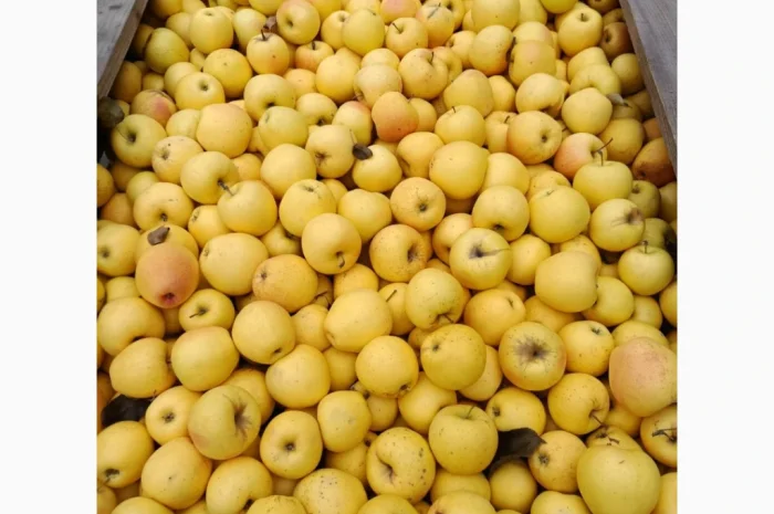 Продаж яблук різних сортів- фото № 3