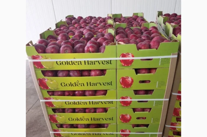 Продаються яблука сортів Джеромін, Голден, Фуджі- фото № 4