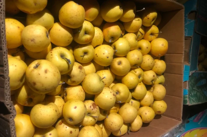 Продаются яблоки для сока- фото № 1