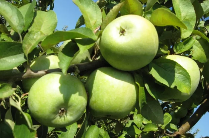 Закупаем яблоки сорта Семеренко оптом от 20 тонн- фото № 1