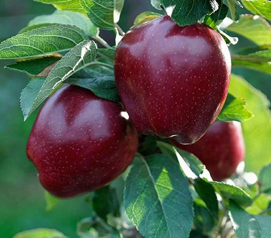 Закупка яблок сорта Джероміні (премиум качество) от 10 тонн- фото № 1