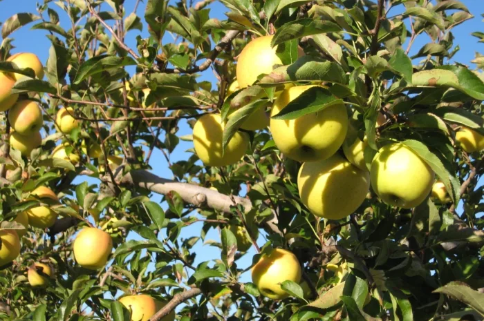 Закупка яблок Голден Делішес оптом от 10 тонн- фото № 1