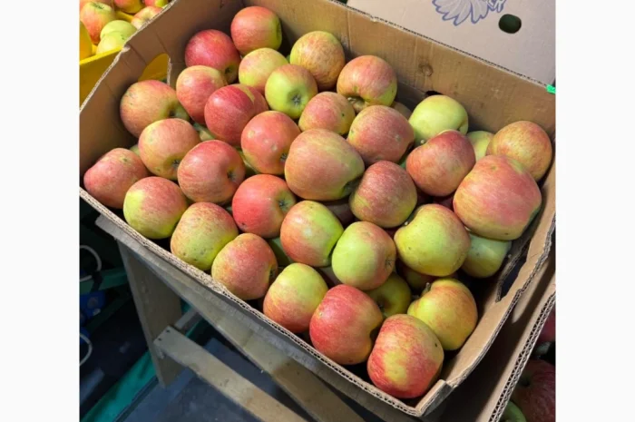 Продаются яблоки чемпион сорта Голдан, Фуджі, Флоріна- фото № 1