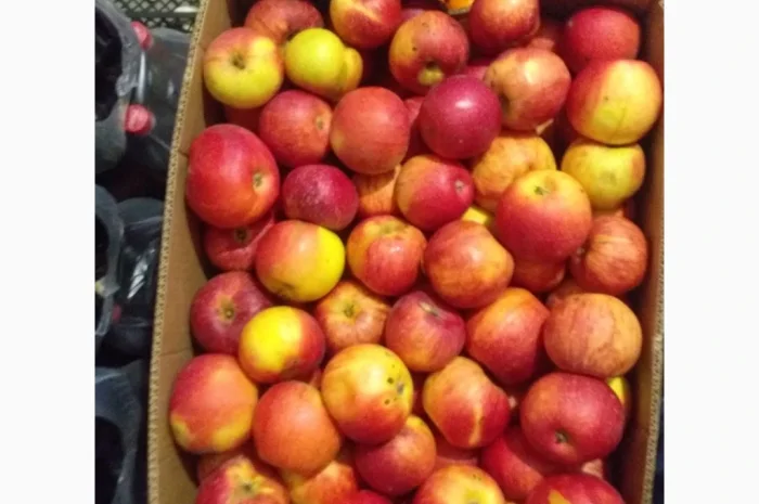 Продается яблоки сорта Айдарет и Декоста- фото № 1