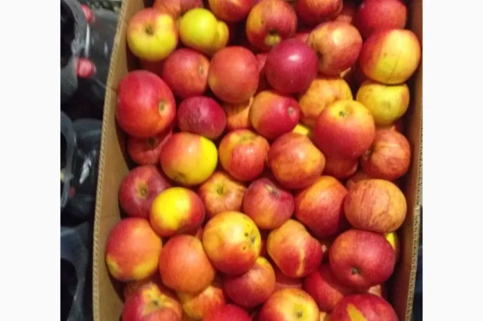 Продается яблоки сорта Айдарет и Декоста- фото № 2