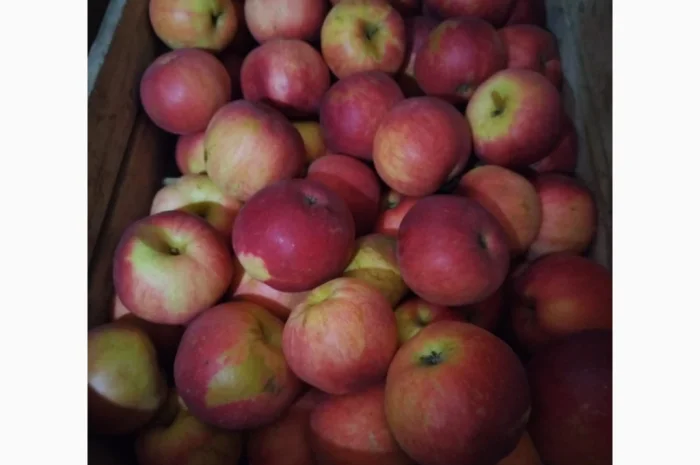 Продаются яблоки сорта Фуджі- фото № 1