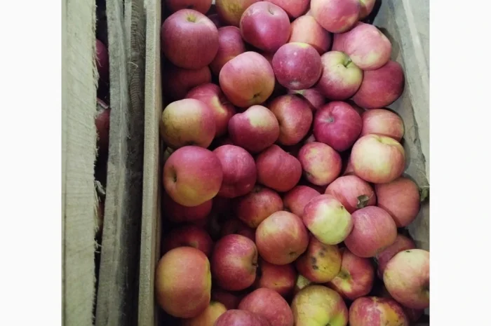 Продаются яблоки сорта Фуджі- фото № 2