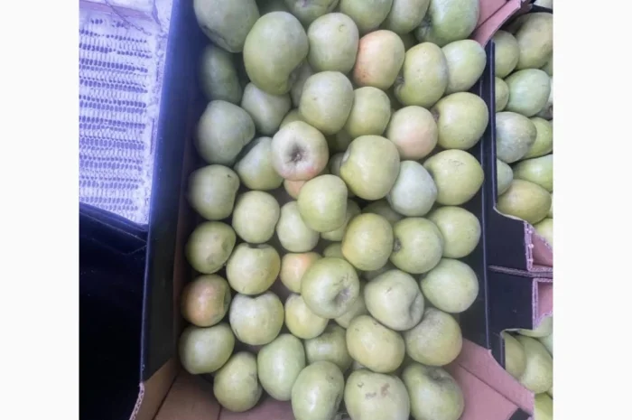 Продаються яблука оптом- фото № 12